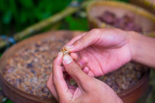 Koffiebonen Boom Bali Indonesië Kopi Luwak Duurste Koffie Wereld Ook — Stockfoto