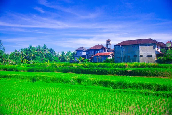 Рисовое Поле Бали Индонезия Бали Является Индонезийским Островом Известен Туристическое — стоковое фото