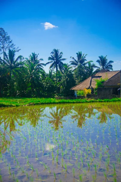 Campo Arroz Bali Indonesia Bali Una Isla Indonesia Conocida Como —  Fotos de Stock