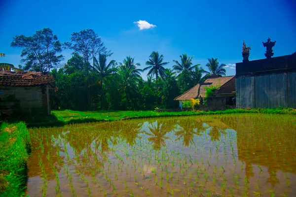 Campo Arroz Bali Indonésia Bali Uma Ilha Indonésia Conhecida Como — Fotografia de Stock