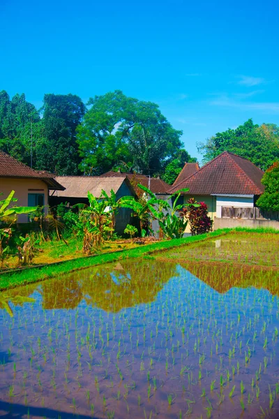 Campo Arroz Bali Indonesia Bali Una Isla Indonesia Conocida Como —  Fotos de Stock