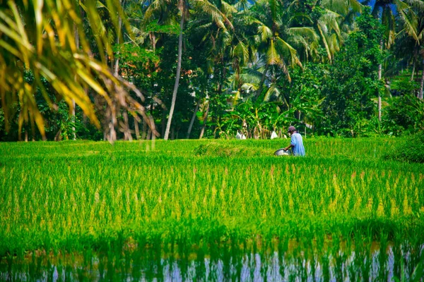 Τομέα Του Ρυζιού Στο Μπαλί Της Ινδονησίας Μπαλί Είναι Ένα — Φωτογραφία Αρχείου