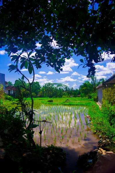 Campo Arroz Bali Indonesia Bali Una Isla Indonesia Conocida Como —  Fotos de Stock