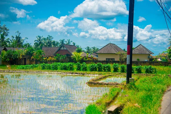 Campo Arroz Bali Indonesia Bali Una Isla Indonesia Conocida Como —  Fotos de Stock