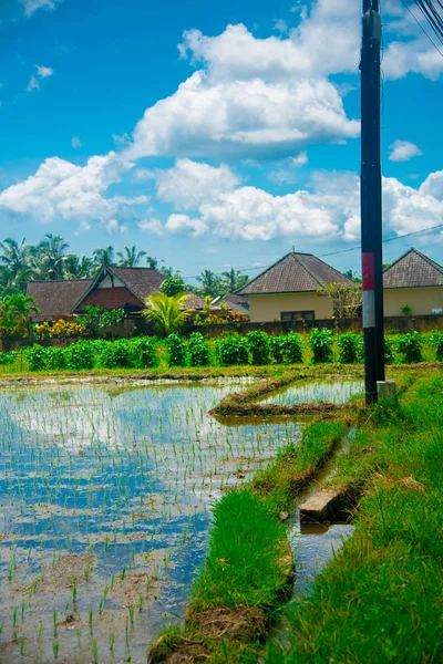 Campo Arroz Bali Indonesia Bali Una Isla Indonesia Conocida Como —  Fotos de Stock