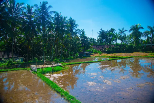 Pola Ryżowe Bali Indonezja Bali Indonezyjska Wyspa Znany Jako Cel — Zdjęcie stockowe