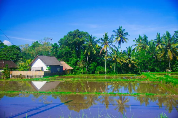 Campo Arroz Bali Indonesia Bali Una Isla Indonesia Conocida Como —  Fotos de Stock