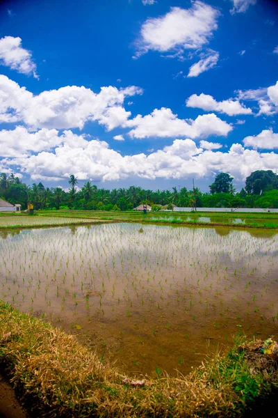 Рисовое Поле Бали Индонезия Бали Является Индонезийским Островом Известен Туристическое — стоковое фото