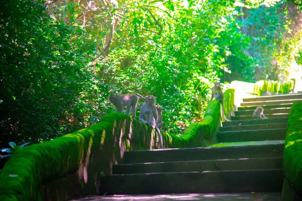 Affen Sitzen Auf Der Bemoosten Treppe Der Nähe Des Strandes — Stockfoto