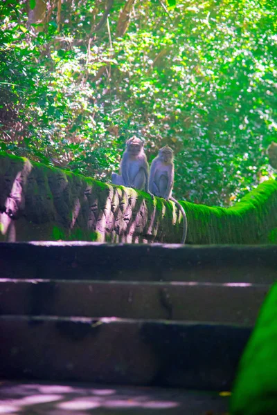 Maymunlar Bali Adası Endonezya Nın Sahile Yakın Yosunlu Merdivenlerde Oturan — Stok fotoğraf