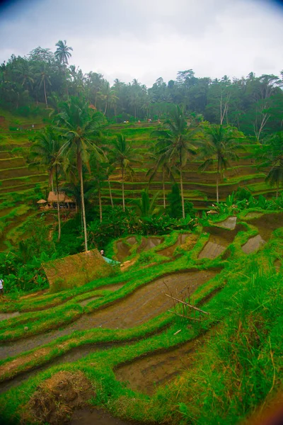 Reisfeld Bali Indonesien Bali Ist Eine Indonesische Insel Und Als — Stockfoto