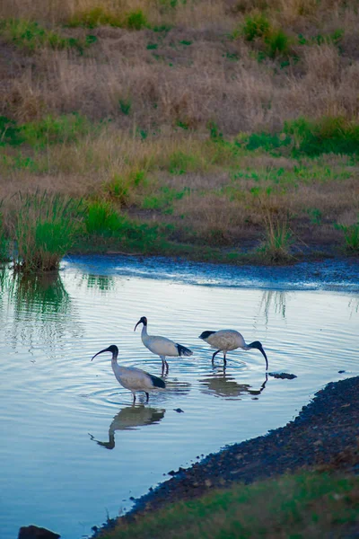 Australische Vögel Auf Nahrungssuche Teich Bilsenkraut Australien Australien Ist Ein — Stockfoto