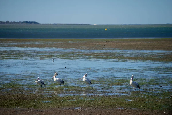 Australische Pelikane Auf Nahrungssuche Strand Rund Bilsenkraut Australien Australien Ist — Stockfoto