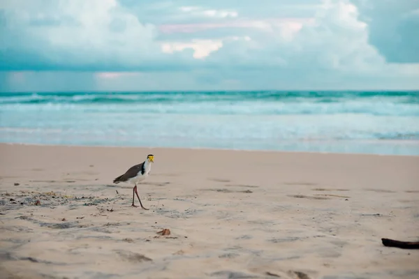 Австралийская Птица Идущая Едой Пляж Вокруг Брисбена Австралия Австралия Континент — стоковое фото
