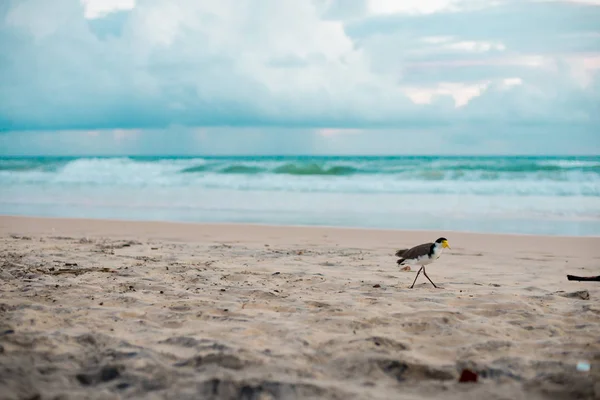 Австралийская Птица Идущая Едой Пляж Вокруг Брисбена Австралия Австралия Континент — стоковое фото