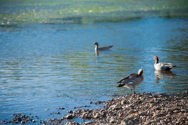 Австралийские Птицы Ищут Пищу Пруду Около Брисбена Австралия Австралия Континент — стоковое фото