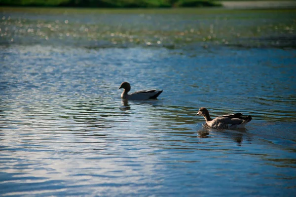 Oiseaux Australiens Recherche Nourriture Dans Étang Autour Brisbane Australie Australie — Photo