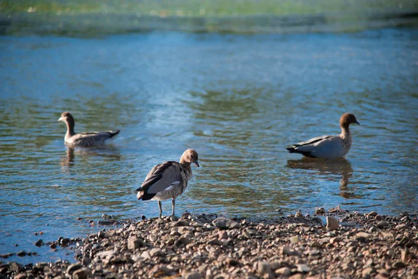 Aves Australianas Buscando Comida Estanque Alrededor Brisbane Australia Australia Continente —  Fotos de Stock