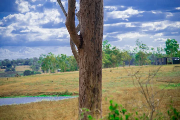 Albero Vicino Brisbane Città Nel Queensland Australia Australia Continente Situato — Foto Stock