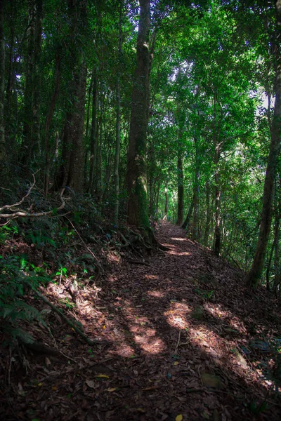 Wald Rund Die Bilsenkraut Stadt Queensland Australien Australien Ist Ein — Stockfoto