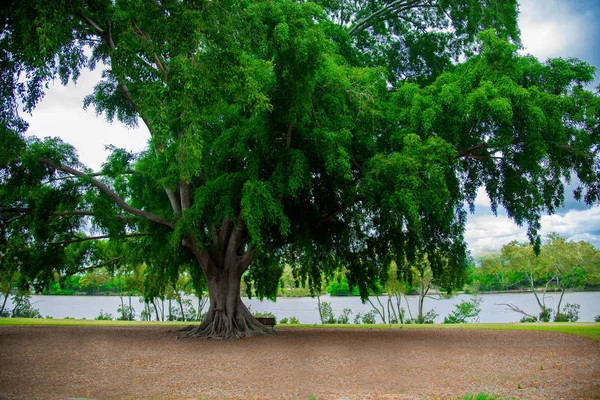 Drzewa Pobliżu Miasta Brisbane Queensland Australii Australia Jest Kontynent Leżący — Zdjęcie stockowe