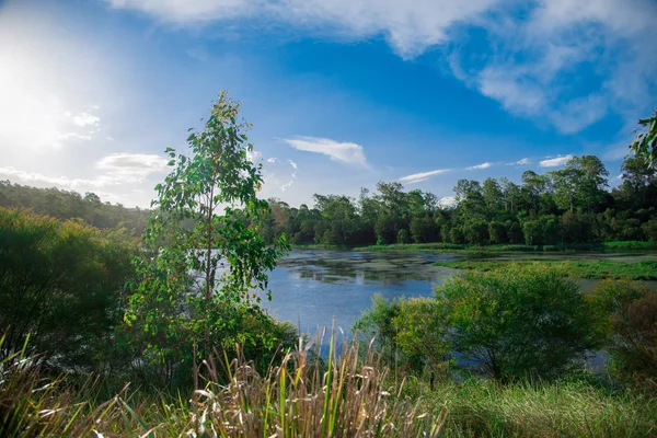 Pond Nearby Brisbane City Queensland Australia Australia Continent Located South — Stock Photo, Image