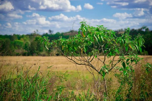 Small Nature Tomou Cidade Vizinha Brisbane Queensland Austrália Austrália Continente — Fotografia de Stock