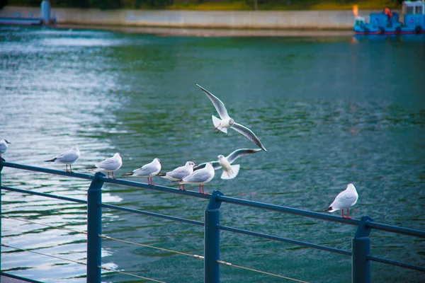 Des Mouettes Sur Reste Tokyo Japon Tokyo Est Une Des — Photo