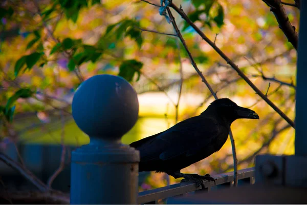 Black Bird Rest Tokyo Japan Tokyo One Important Cities Japan — Stock Photo, Image