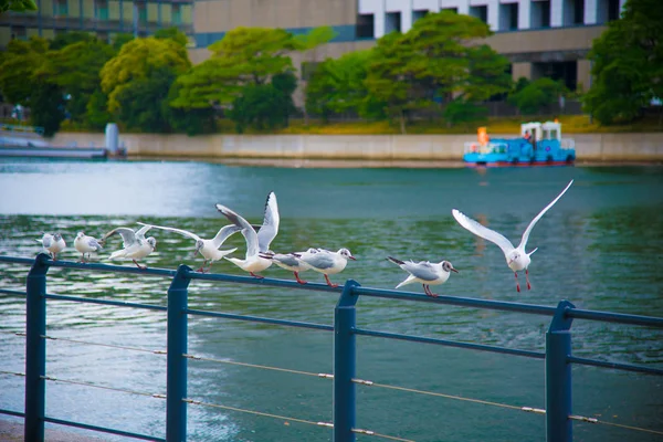 Seagulls Rest Tokyo Japan Tokyo One Important Cities Japan Cultures — Stock Photo, Image