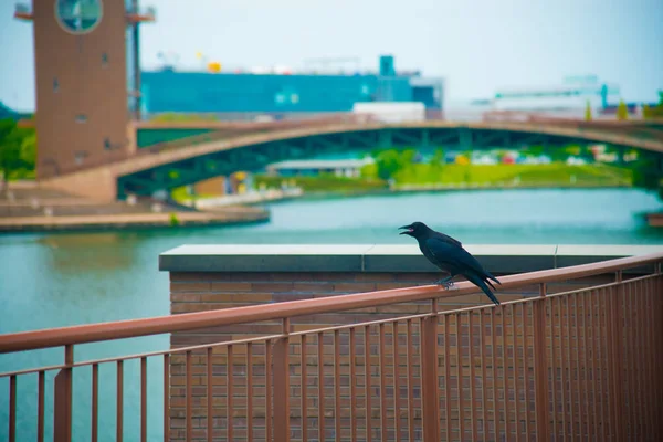 Oiseau Noir Sur Reste Toyama Japon Toyama Est Une Des — Photo