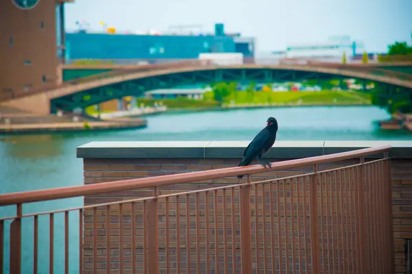 Oiseau Noir Sur Reste Toyama Japon Toyama Est Une Des — Photo