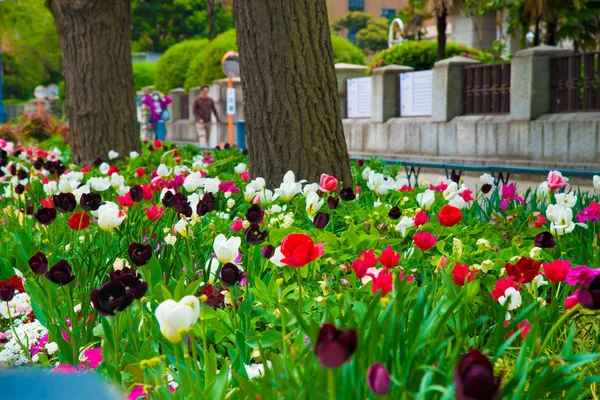 Tulips in Tokyo, Japan. Tokyo is one of the important cities in Japan for cultures and business markets.