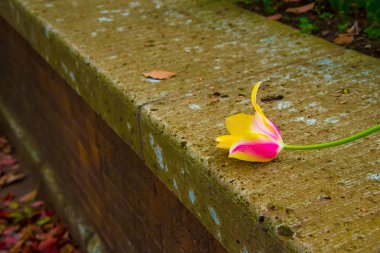 Tokyo 'da Tulips, Japonya. Tokyo, kültür ve iş piyasaları için Japonya 'nın önemli şehirlerinden biridir..