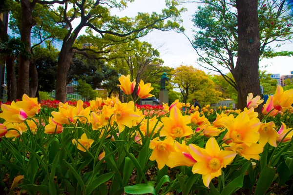 Tulipany Tokio Japonia Tokio Jest Jednym Ważniejszych Miast Japonii Dla — Zdjęcie stockowe