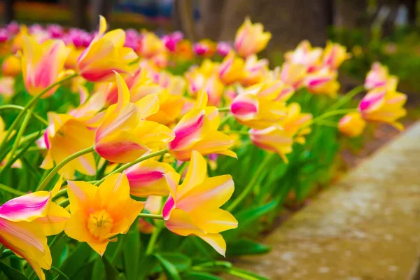 Tulips in Tokyo, Japan. Tokyo is one of the important cities in Japan for cultures and business markets.