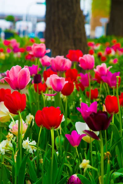 Tulips in Tokyo, Japan. Tokyo is one of the important cities in Japan for cultures and business markets.