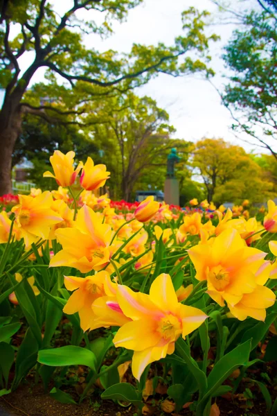 Tulipany Tokio Japonia Tokio Jest Jednym Ważniejszych Miast Japonii Dla — Zdjęcie stockowe