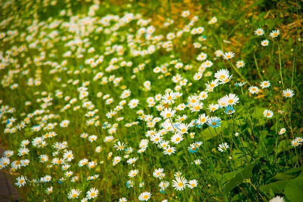 Białe Kwiaty Toyama Japonia Toyama Jest Jednym Ważniejszych Miast Japonii — Zdjęcie stockowe