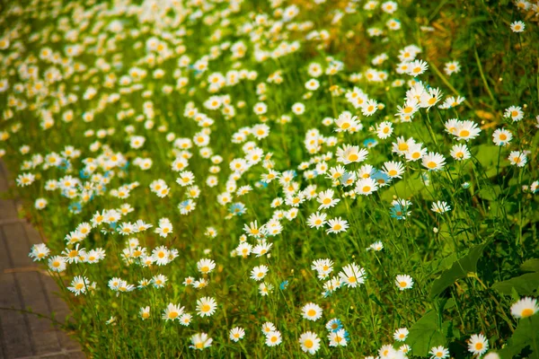 Flores Blancas Toyama Japón Toyama Una Las Ciudades Más Importantes — Foto de Stock