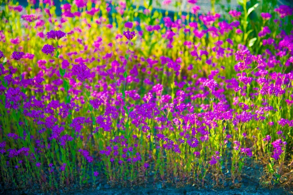 Flores Púrpuras Toyama Japón Toyama Una Las Ciudades Más Importantes — Foto de Stock