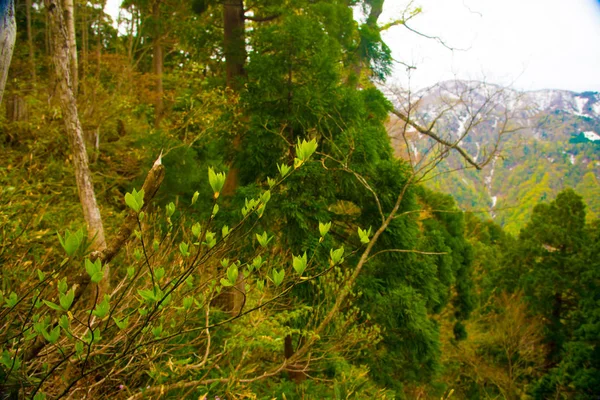 Tateyama Hegyek Toyama Japán Toyama Egyik Legfontosabb Város Japánban Kultúrák — Stock Fotó