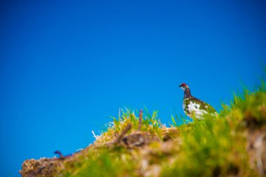 Tateyama Ptarmigan Tateyama Dağları, Japonya. Toyama kültürleri ve iş pazarlar için Japonya'daki şehirler önemli biridir.