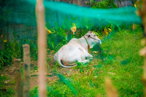 Kráva Manile Filipíny Filipíny Jsou Země Ležící Jihovýchodní Asii Jejich — Stock fotografie