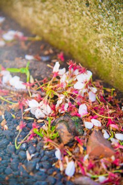 Tokyo, Japonya kiraz çiçeği. Nisan ayında Japonya Sakura Cherry Blossom hakkında çok popüler.