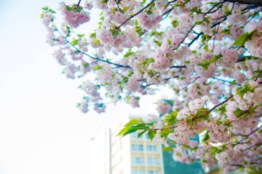Tokyo, Japonya kiraz çiçeği. Nisan ayında Japonya Sakura Cherry Blossom hakkında çok popüler.