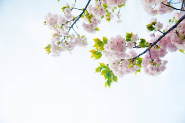 Tokyo, Japonya kiraz çiçeği. Nisan ayında Japonya Sakura Cherry Blossom hakkında çok popüler.