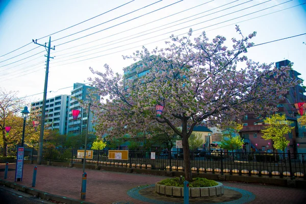 東京都の桜の名所 日本で 月は非常に人気のあるさくら桜について — ストック写真