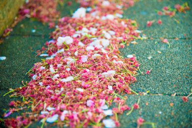 Tokyo, Japonya kiraz çiçeği. Nisan ayında Japonya Sakura Cherry Blossom hakkında çok popüler.