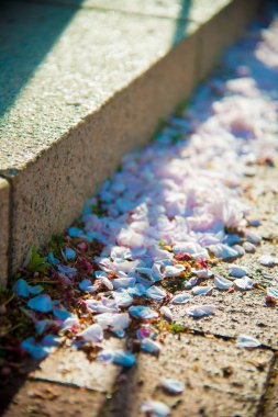 Tokyo, Japonya kiraz çiçeği. Nisan ayında Japonya Sakura Cherry Blossom hakkında çok popüler.